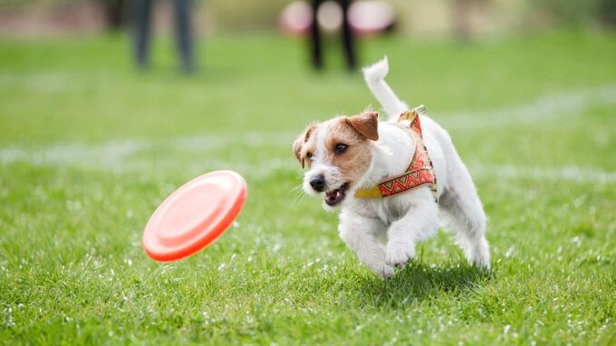 dog playing in dog park dog playing in dog park
