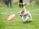 dog playing in dog park